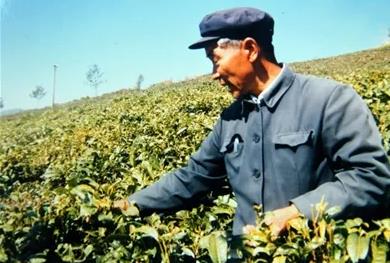 楊善洲觀后感最新5篇550字合集