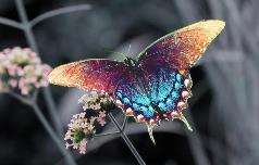 介紹蝴蝶的說明文優秀范文