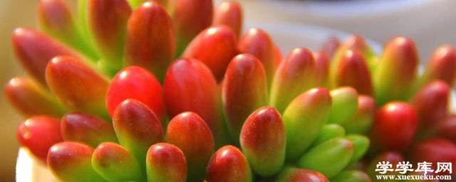 紫心多肉怎么養才長得好 如何養護紫心多肉