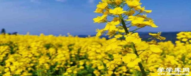 自駕江西婺源旅游攻略 自駕婺源旅游線路