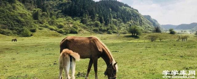 重慶仙女山旅游攻略 重慶仙女山景點一日游攻略