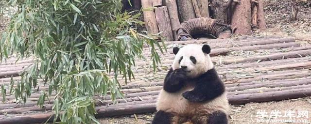 成都市旅游攻略景點必去 成都旅游景點必去的地方有哪些