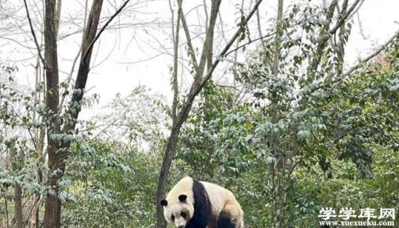 到成都旅游攻略 成都三日游路線