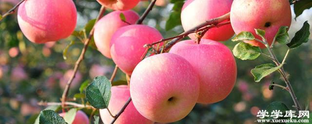 涼山有哪些特色水果 四川涼山特產