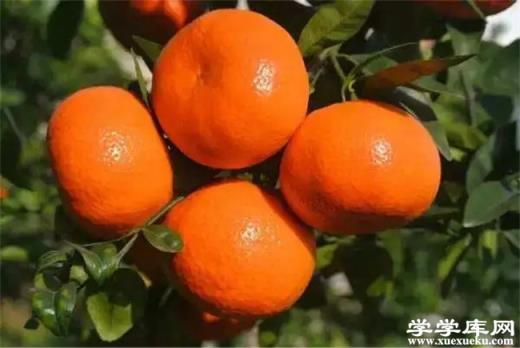 浙江有哪些特色水果 浙江的特產