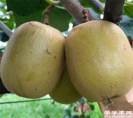 銅仁有哪些特色水果 貴州銅仁的特產