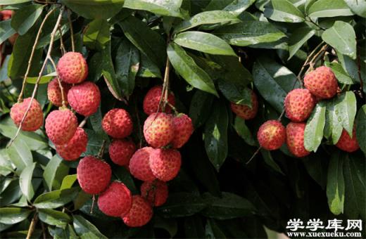 增城有哪些特色水果 廣州增城的特產