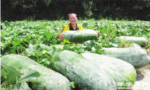 ?冬瓜的營養價值高嗎 冬瓜可以生吃嗎