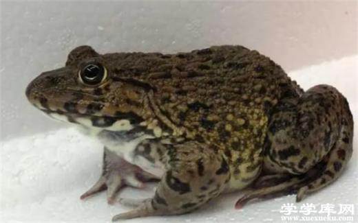 ?田雞的營養價值 多吃田雞有什么好處