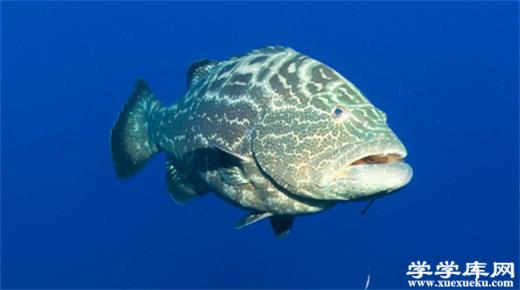 ?石斑魚營養價值高嗎 石斑魚為什么這么貴