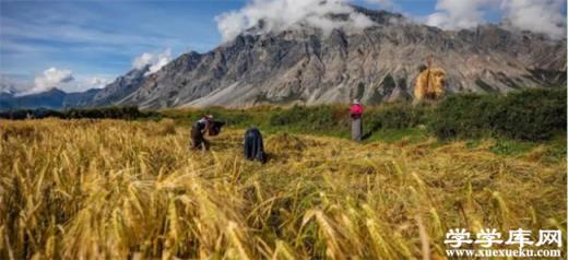 ?青稞是什么食物 青稞和小麥的區別