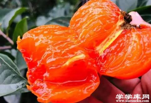 脆柿子怎么削皮 柿子餅怎么曬干的