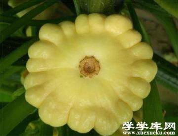 飛碟瓜的果實 飛碟瓜的果實