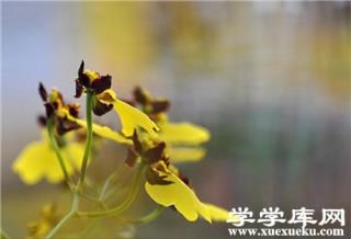 文心蘭修剪前 文心蘭修剪前