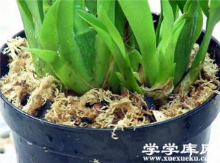 文心蘭的修剪方法 文心蘭的修剪方法