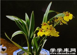 文心蘭修剪后 文心蘭修剪后