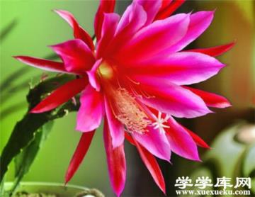 令箭荷花開花 令箭荷花開花