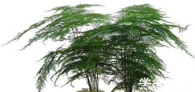 生長健壯的文竹