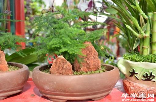 文竹雙叢式盆景