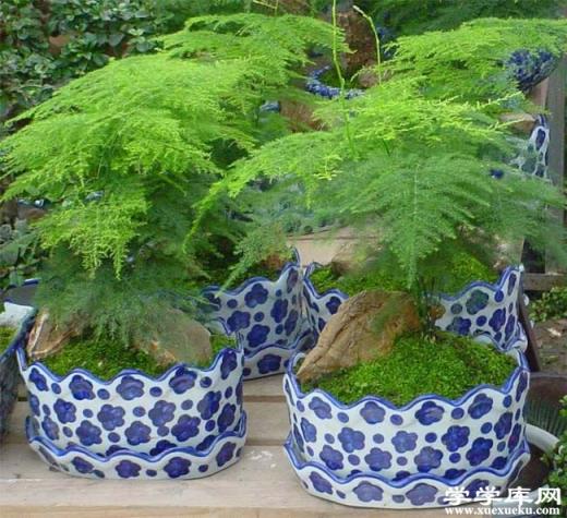 文竹自然式盆景