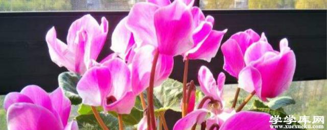 仙客來施肥多了怎么辦，開花期可以施肥嗎