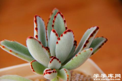 月兔耳徒長怎么辦