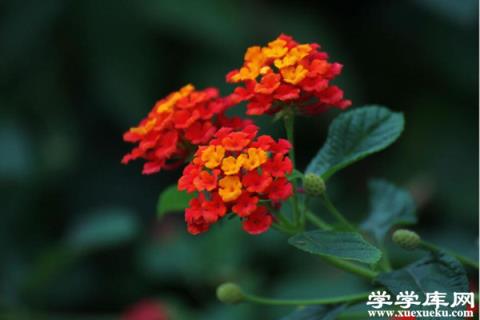 五色梅常見病蟲害及防治方法