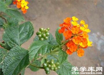 五色梅常見病蟲害及防治方法 五色梅常見病蟲害及防治方法