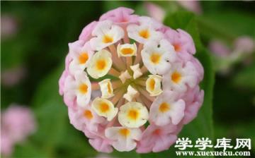 五色梅常見病蟲害及防治方法 五色梅常見病蟲害及防治方法