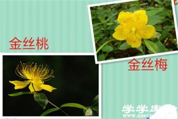 金絲梅金絲桃的區別 金絲梅金絲桃的區別