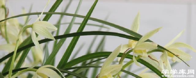 大雪素的養殖方法和注意事項大全