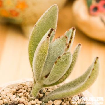 月兔耳徒 月兔耳徒