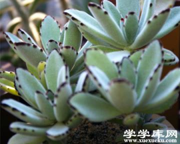 月兔耳長 月兔耳長