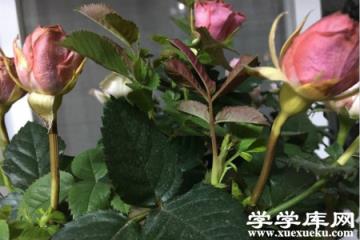 玫瑰花