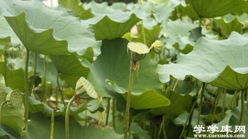 蓮蓬的寓意是什么