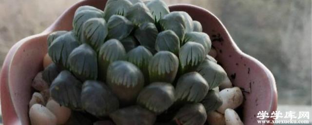 怎么讓玉露長的快，長得緊湊