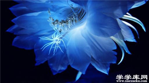 曇花的養殖方法和注意事項