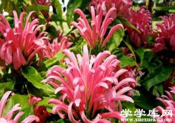 珊瑚花的養殖方法 珊瑚花的養殖方法