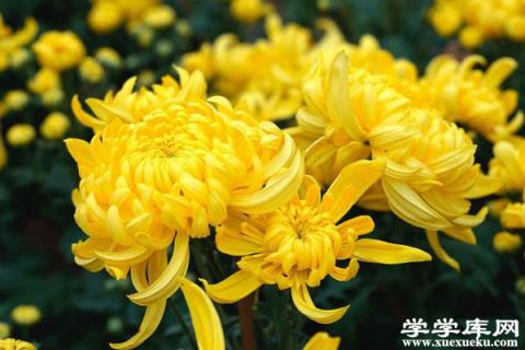 獨本菊盆景制作方法