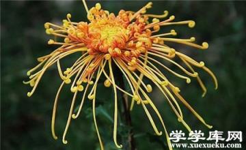 獨本菊的摘心法培育 獨本菊的摘心法培育