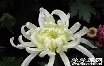 獨本菊的不摘心法培育 獨本菊的不摘心法培育