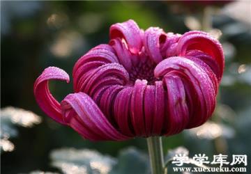 獨本菊養殖的注意事項 獨本菊養殖的注意事項