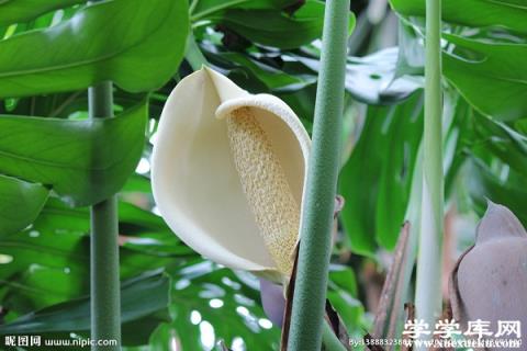 水培白掌爛根怎么辦