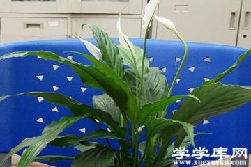 美麗的白掌 美麗的白掌