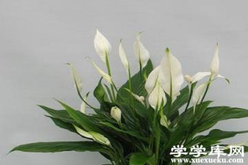 漂亮的白掌 漂亮的白掌