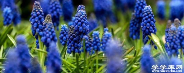 什么花可以用復合肥