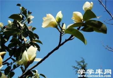 廣玉蘭葉斑病 廣玉蘭葉斑病