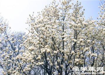 廣玉蘭鏈格孢灰斑病 廣玉蘭鏈格孢灰斑病