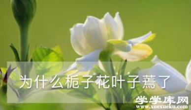 為什么梔子花葉子蔫了 為什么梔子花葉子蔫了