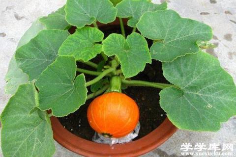 他在花盆里種了1棵花生，惹得大家都在效仿